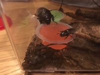 虫・・・