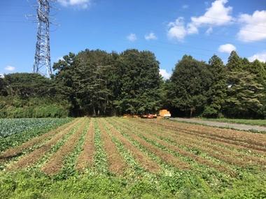 せっせとお芋掘り!