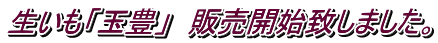 生いも「玉豊」 販売開始致しました。