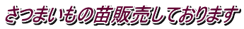 さつまいもの苗販売しております